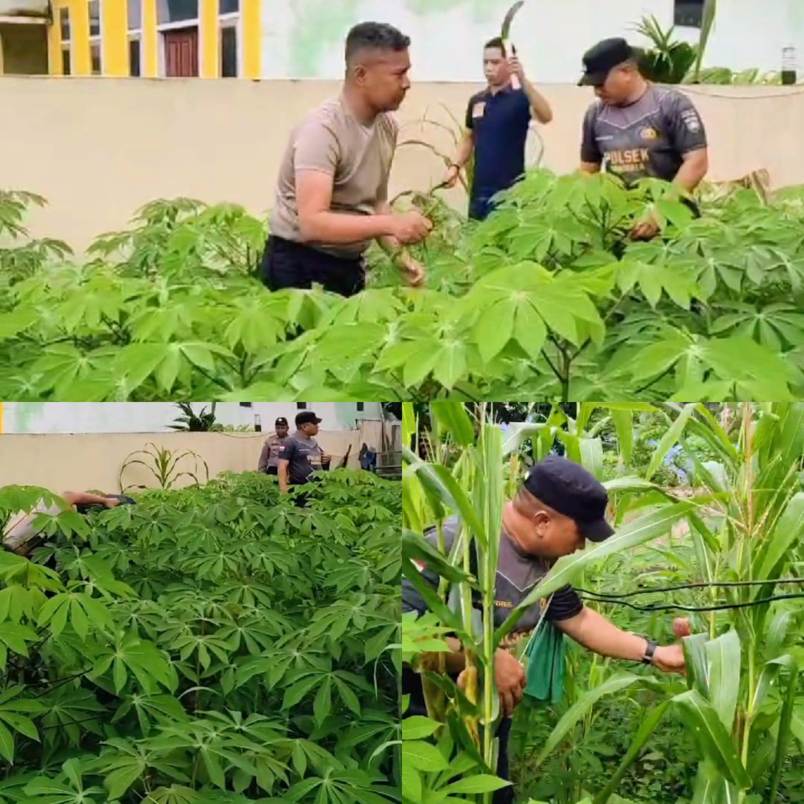 Luar Biasa: Inisiatif Kapolsek dan Personel Sulap Pekarangan Kantor Polsek Bondoala Menjadi Lahan Budidaya Ubi Kayu dan Jagung Siap Panen