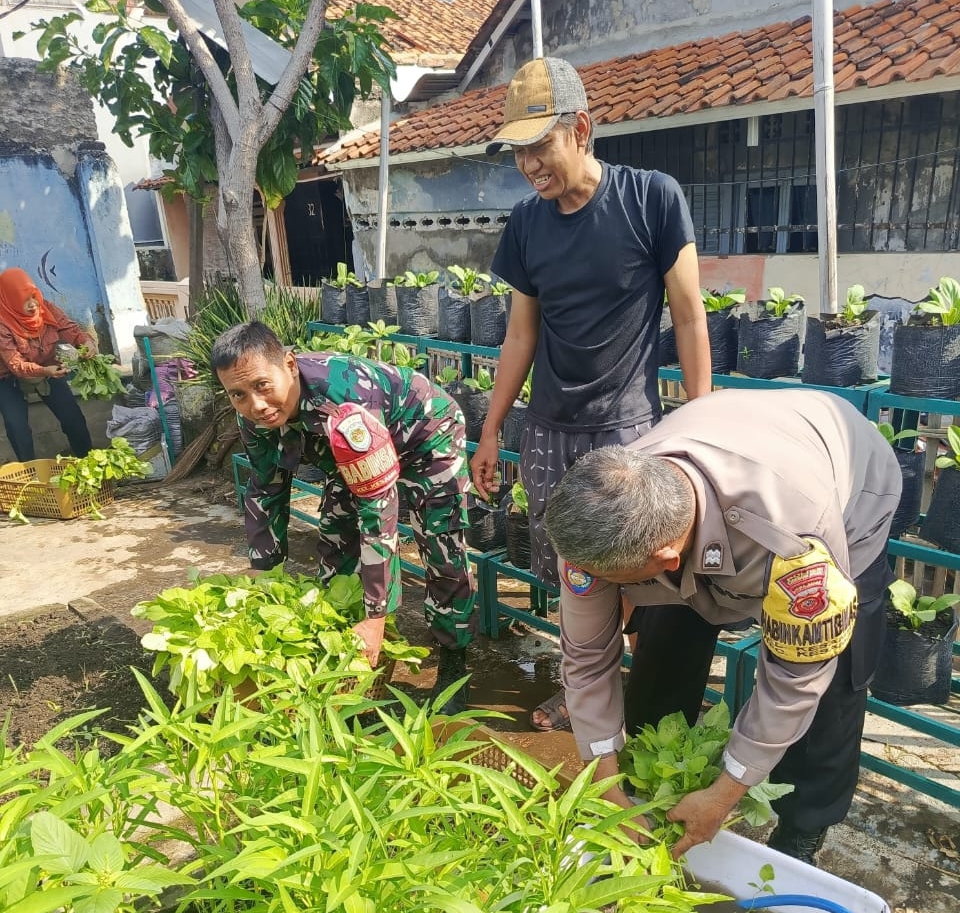 Babinsa Panen Kangkung, Dukung Program Hanpangan