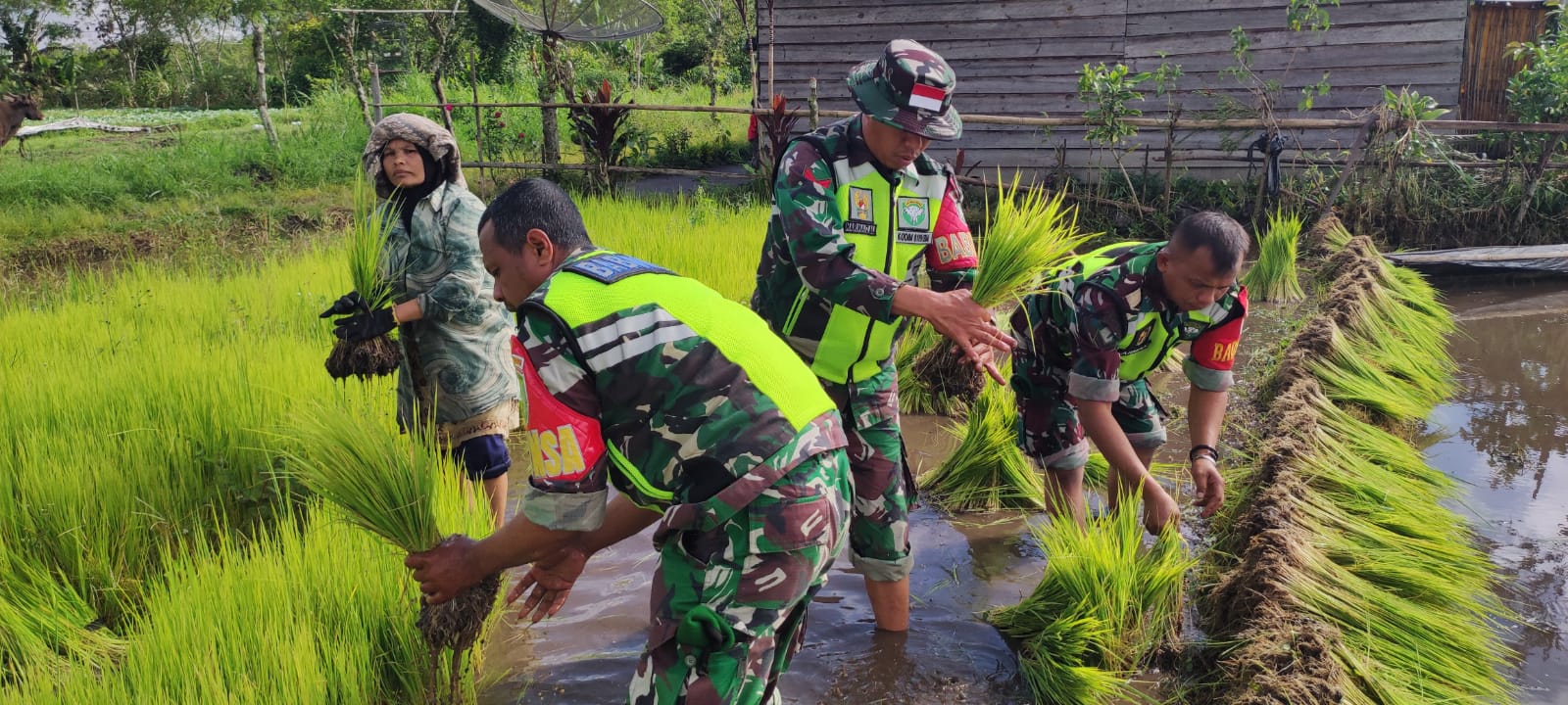 Wujudkan Swasembada Pangan, Anggota Koramil 06/Bukit Terjun Ke Sawah Bersama Petani