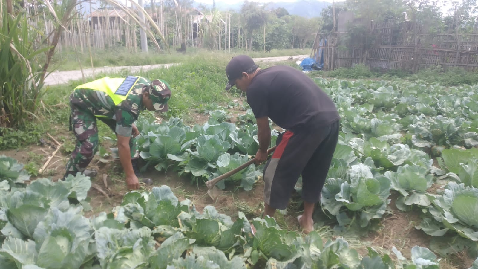 Babinsa Berikan Pendampingan Kepada Petani