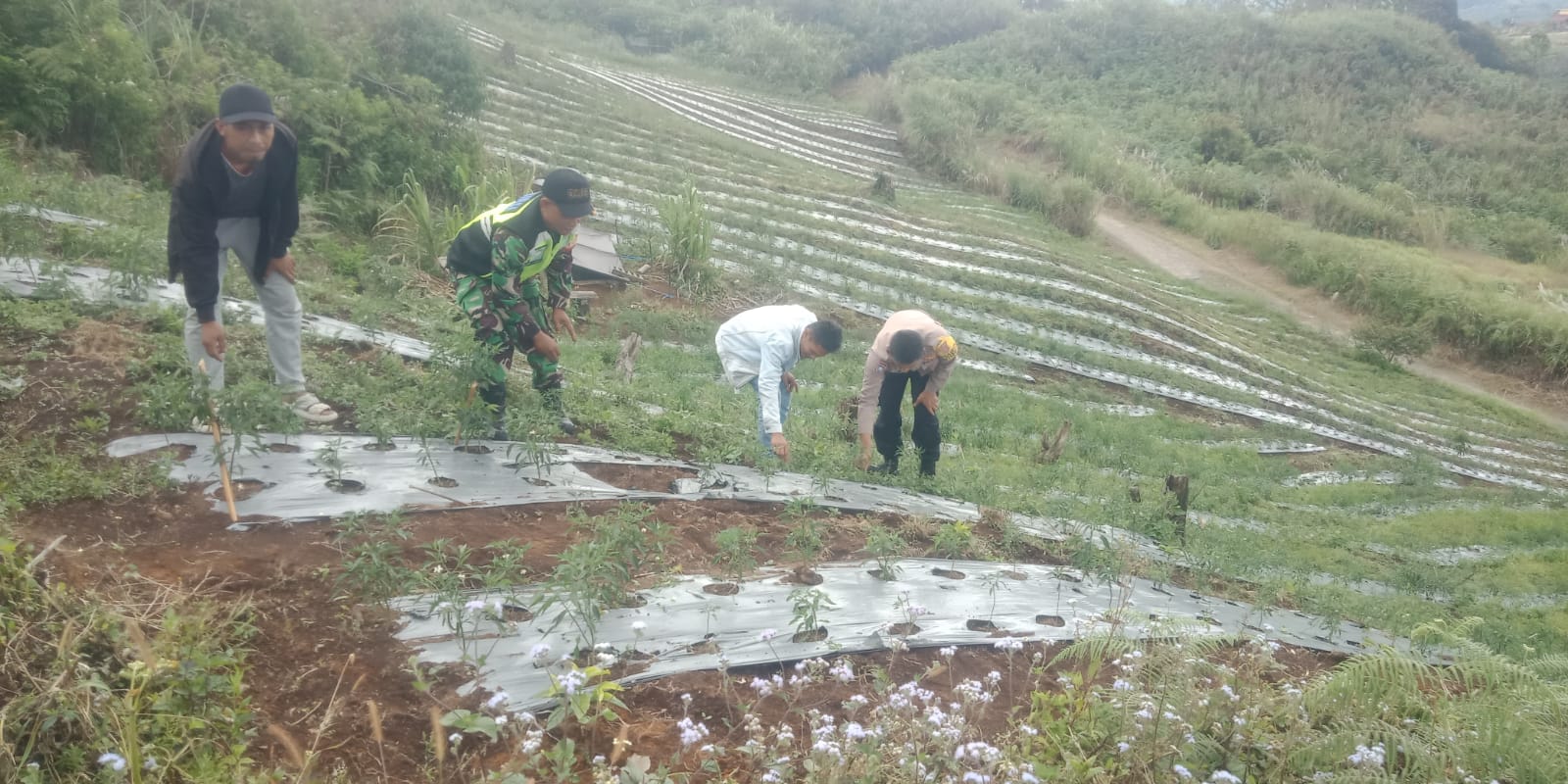 Tingkatkan Ketahanan Pangan Babinsa Dampingi Petani Cabe Membersihkan Lahan