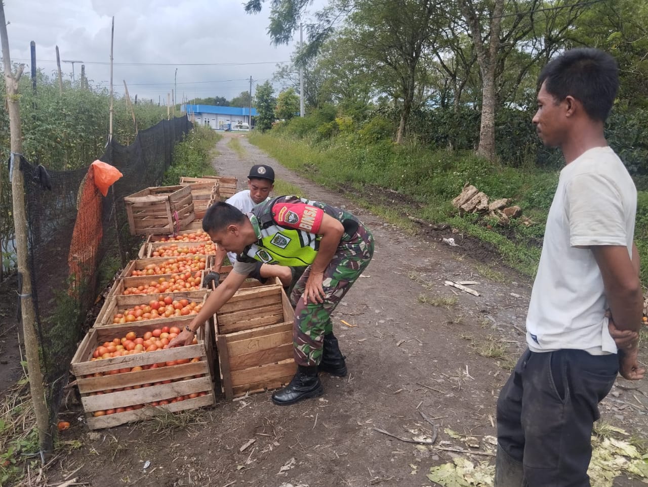 Komsos Bersama Petani, Upaya Babinsa Meningkatkan Hasil Panen