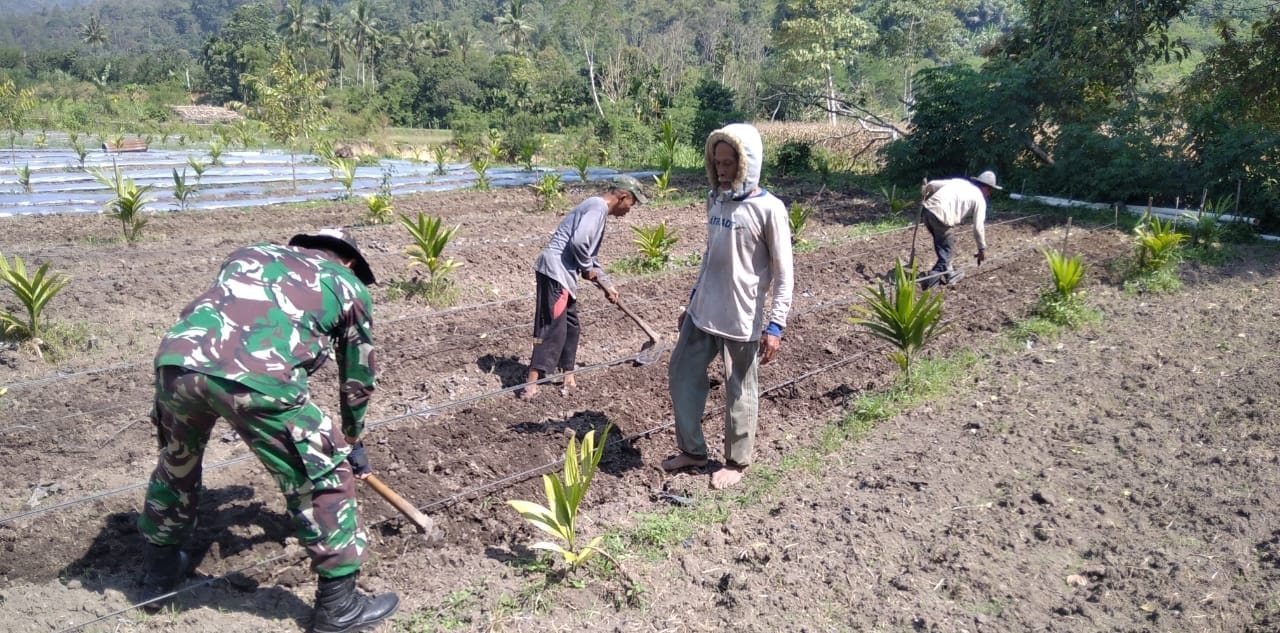 Babinsa Koramil 01/Bandar, Bantu Petani Siapkan Lahan Tanam Cabai