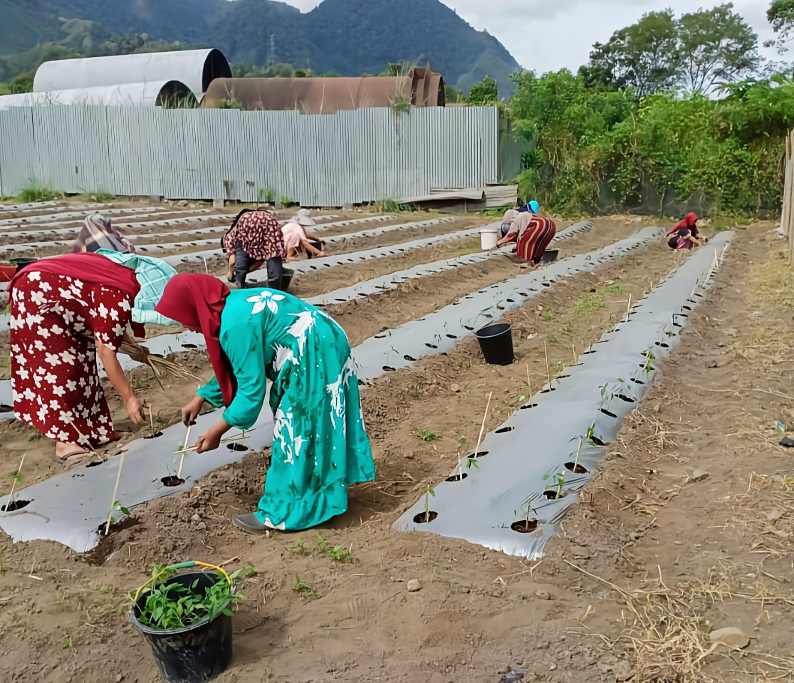 PLN UIP Sumbagut Dorong Peningkatan Kualitas Panen Kelompok Tani Sarungke Untuk Hadirkan Potensi Baru