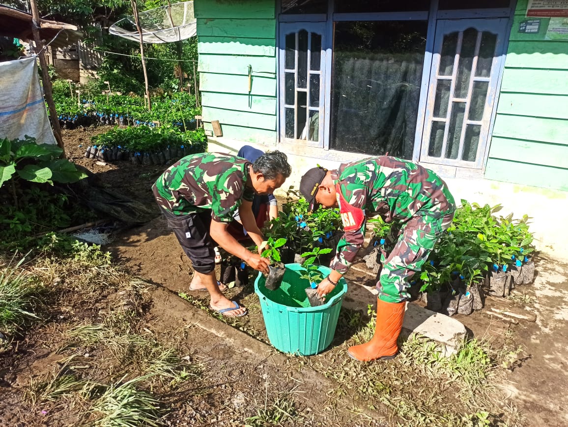 Tingkatkan Perekonomian Warga, Babinsa Dampingi Warga Menyiapkan Bibit Kopi Untuk Ditanam