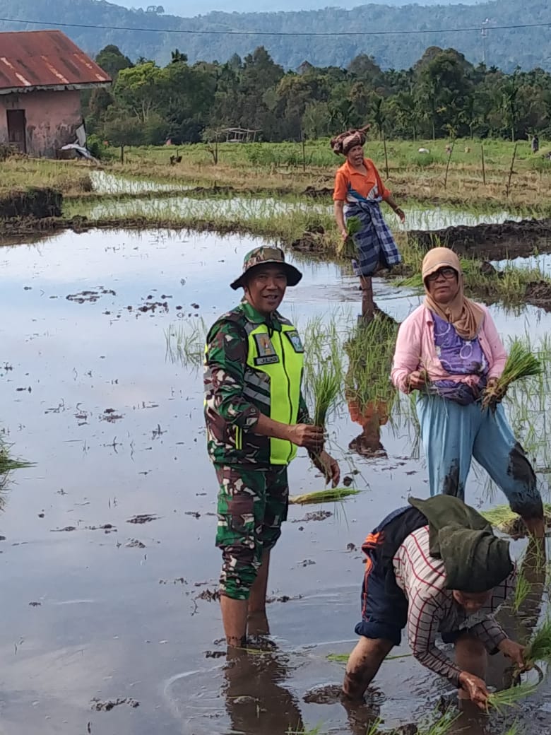 Dorong Pencapaian Target Swasembada Pangan, Babinsa Bantu Petani Tanam Bibit Padi