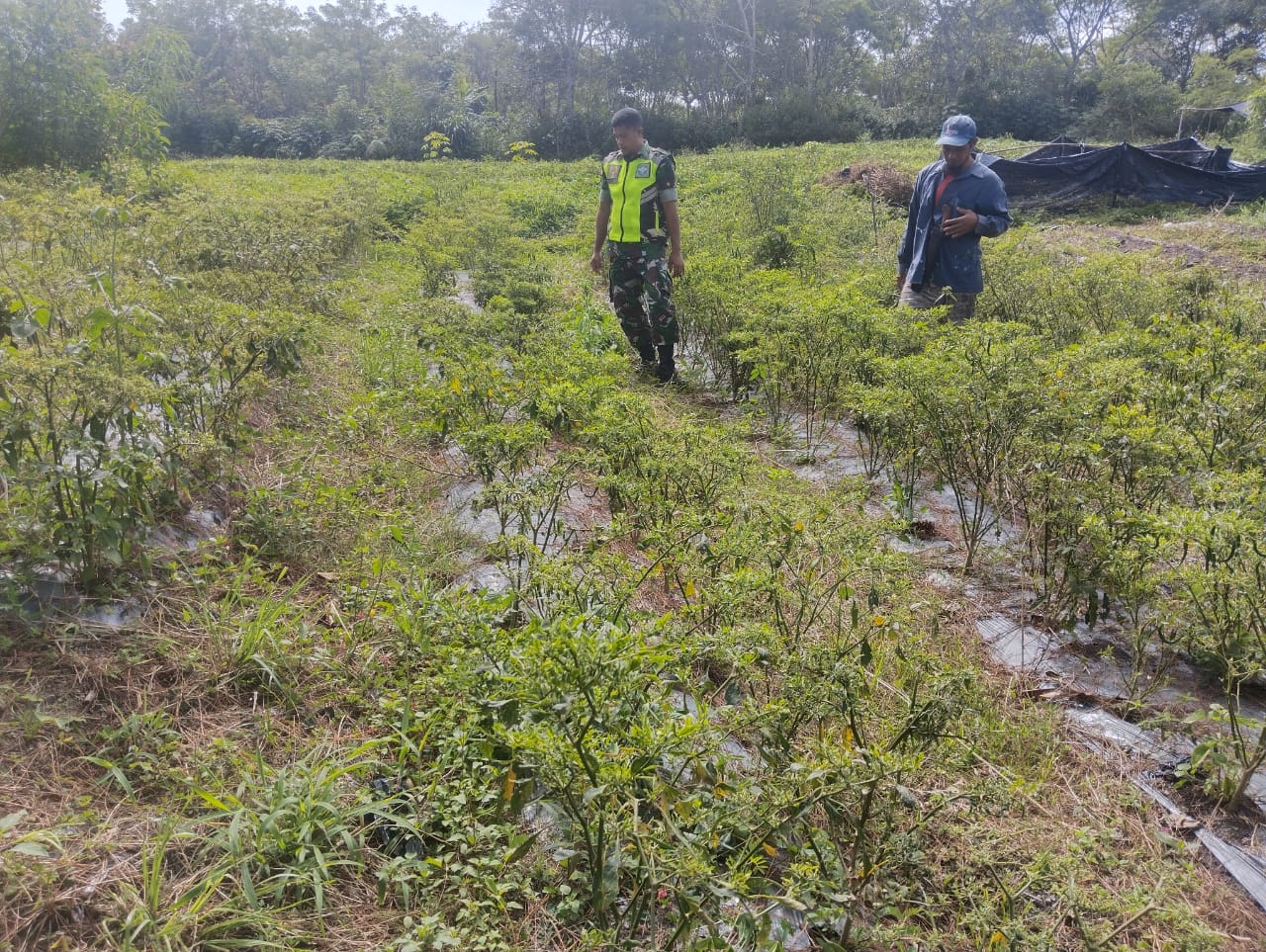 Peran Aktif Babinsa Dalam Mensukseskan Ketahanan Pangan