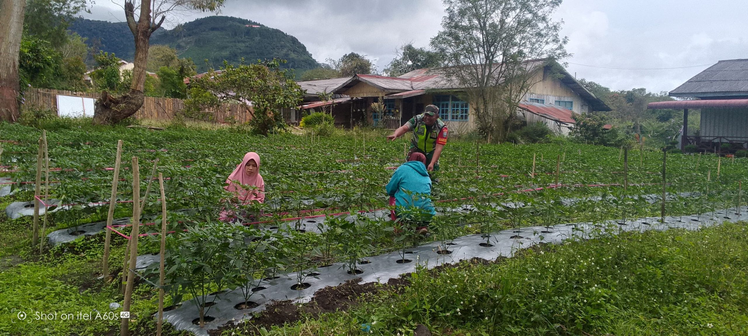 Babinsa Berikan Motivasi Dan Bantu Secara Langsung Merawat Tanaman Cabai