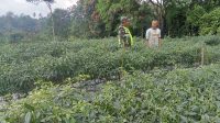 Bantu Merawat Tanaman Cabai, Babinsa Dorong Warga Berinovasi Dalam Mendukung Ketahanan Pangan