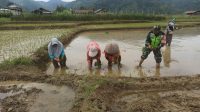 Babinsa Turun Ke Sawah Bantu Kelompok Tani Menanam Padi.