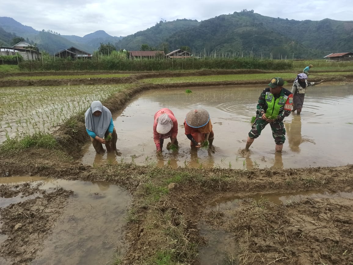 Babinsa Turun Ke Sawah Bantu Kelompok Tani Menanam Padi.