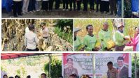 POLRES KONSEL: Kegiatan Serentak Panen Raya Jagung Tahap I Gugus Tugas Polri Mendukung Ketahanan Pangan