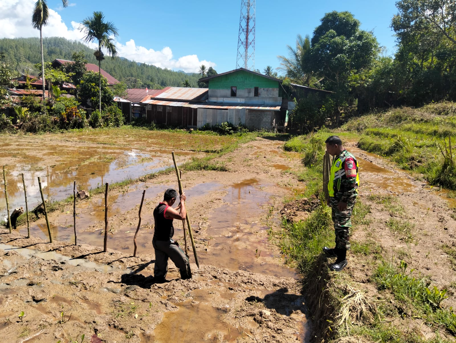 Tingkatkan Ketahanan Pangan, Babinsa Komsos Dengan Petani Padi