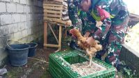 Koramil 01/Bandar Budidaya Ternak Ayam Petelur