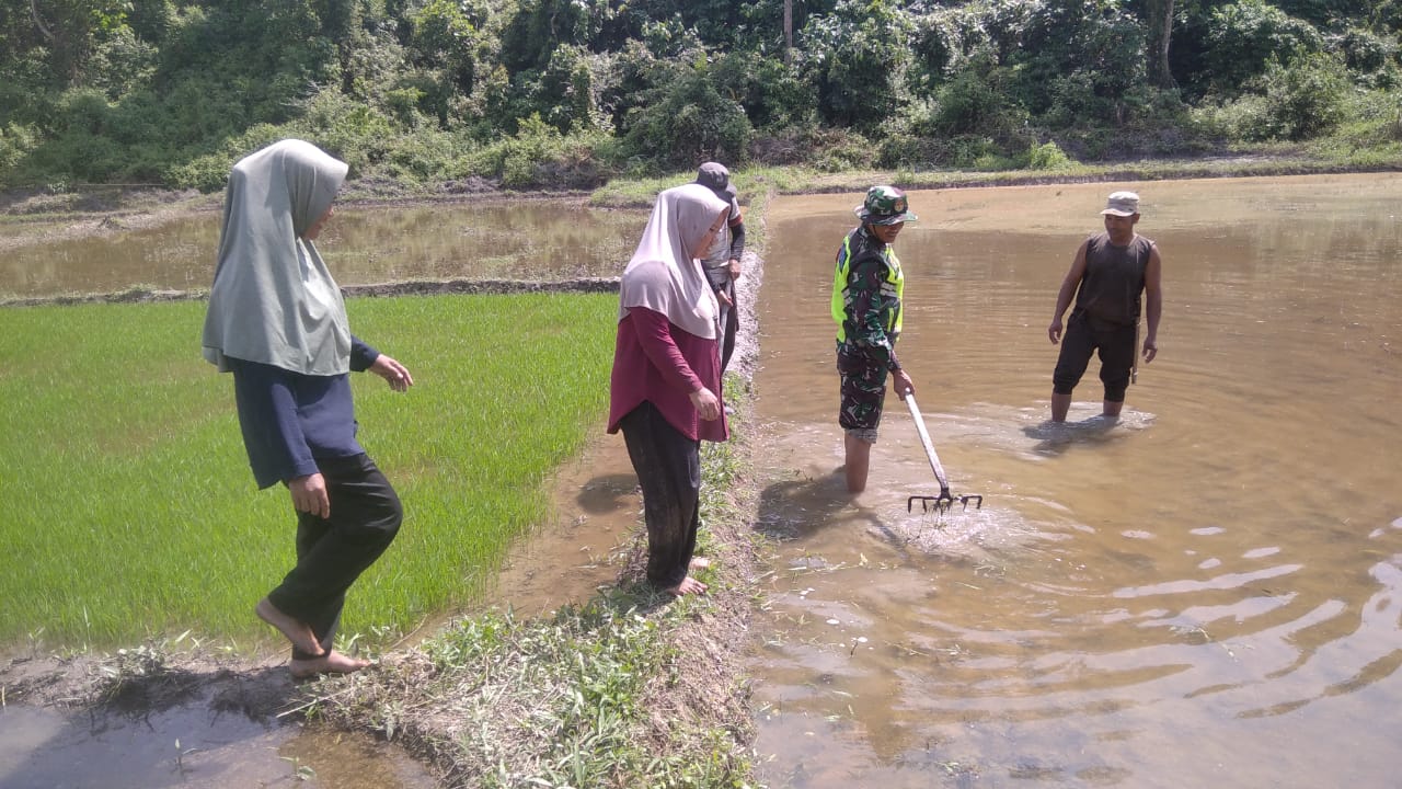 Babinsa Koramil 01/Bandar Bersama Warga Siapkan Lahan Padi