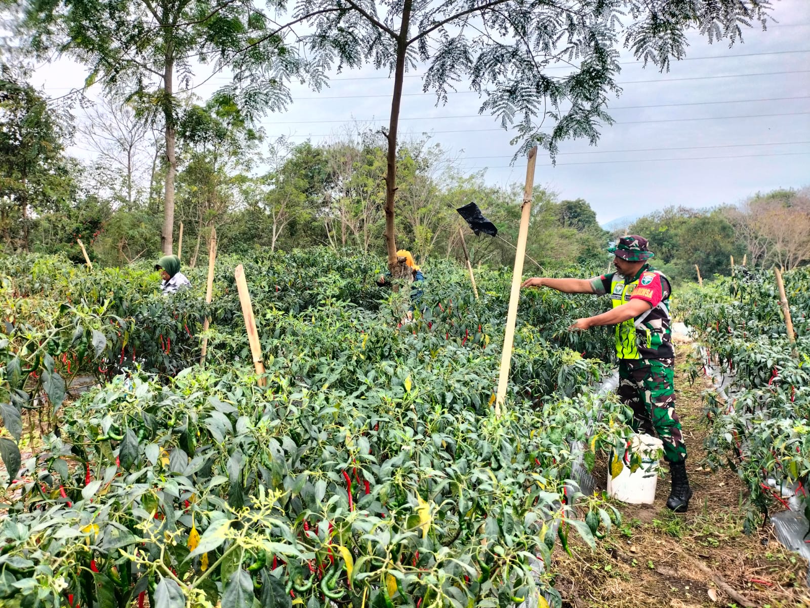 Babinsa: Bantu Petani Panen Cabe Merah di Wilayah Binaan