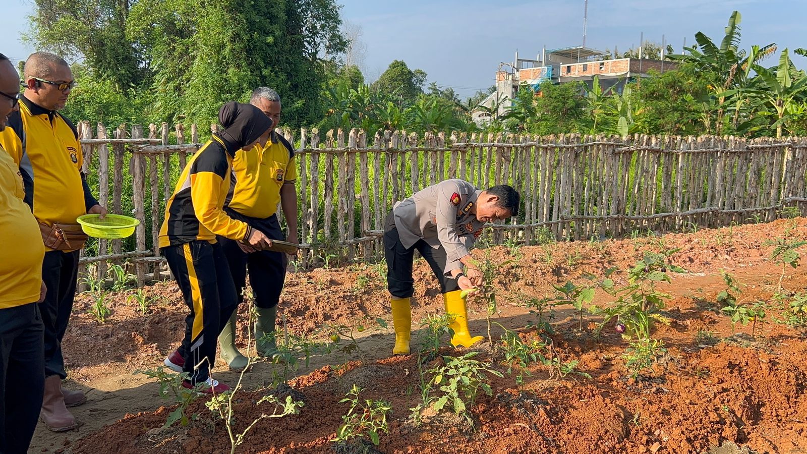 Kebun Ketahanan Pangan Satker Bidkum Polda Sumsel di Panen, Seluruh Hasil Dibagikan ke Masyarakat Sekitar