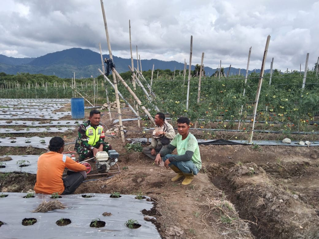 Dukung Ketahanan Pangan Babinsa Koramil 02/Wps Berikan Motivasi Kepada Petani