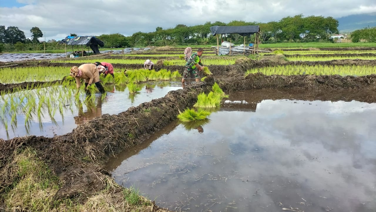 Musim Tanam Telah Tiba, Babinsa Terjun Ke Sawah Bantu Menanam Padi