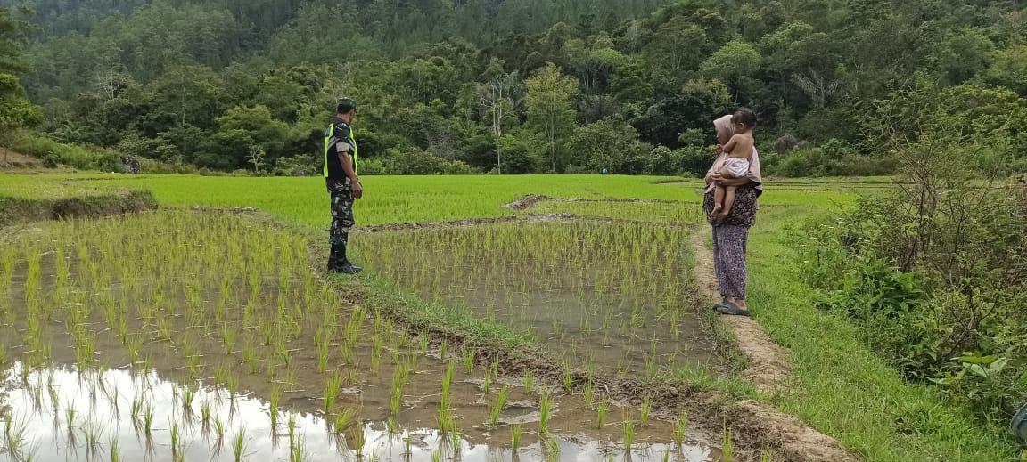 Babinsa dan Warga Bersinergi Meningkatkan Produktivitas Padi di Aceh Tengah