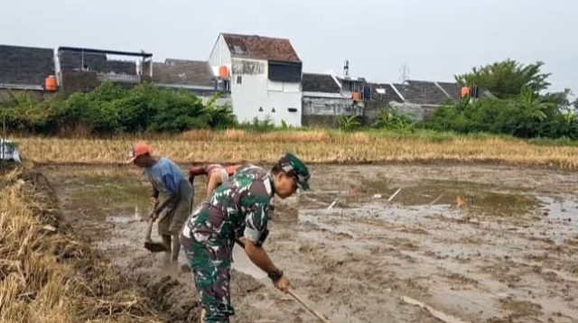 Turun ke Sawah Dampingi Poktan Buat Lahan Penyemaian Padi, Babinsa Sukseskan Ketahanan Pangan Nasional