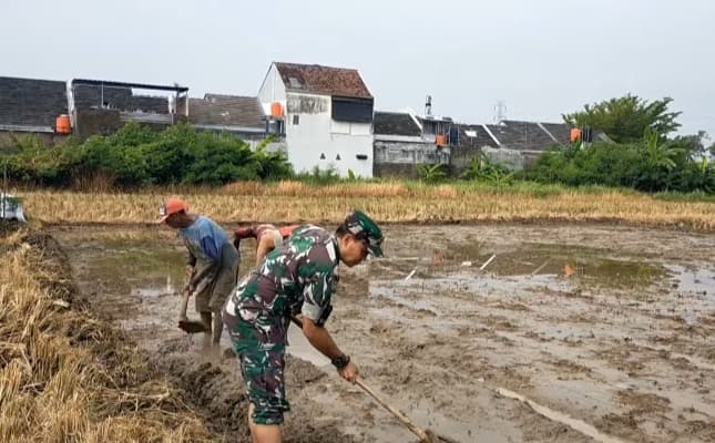 Turun ke Sawah Dampingi Poktan Buat Lahan Penyemaian Padi, Babinsa Sukseskan Ketahanan Pangan Nasional