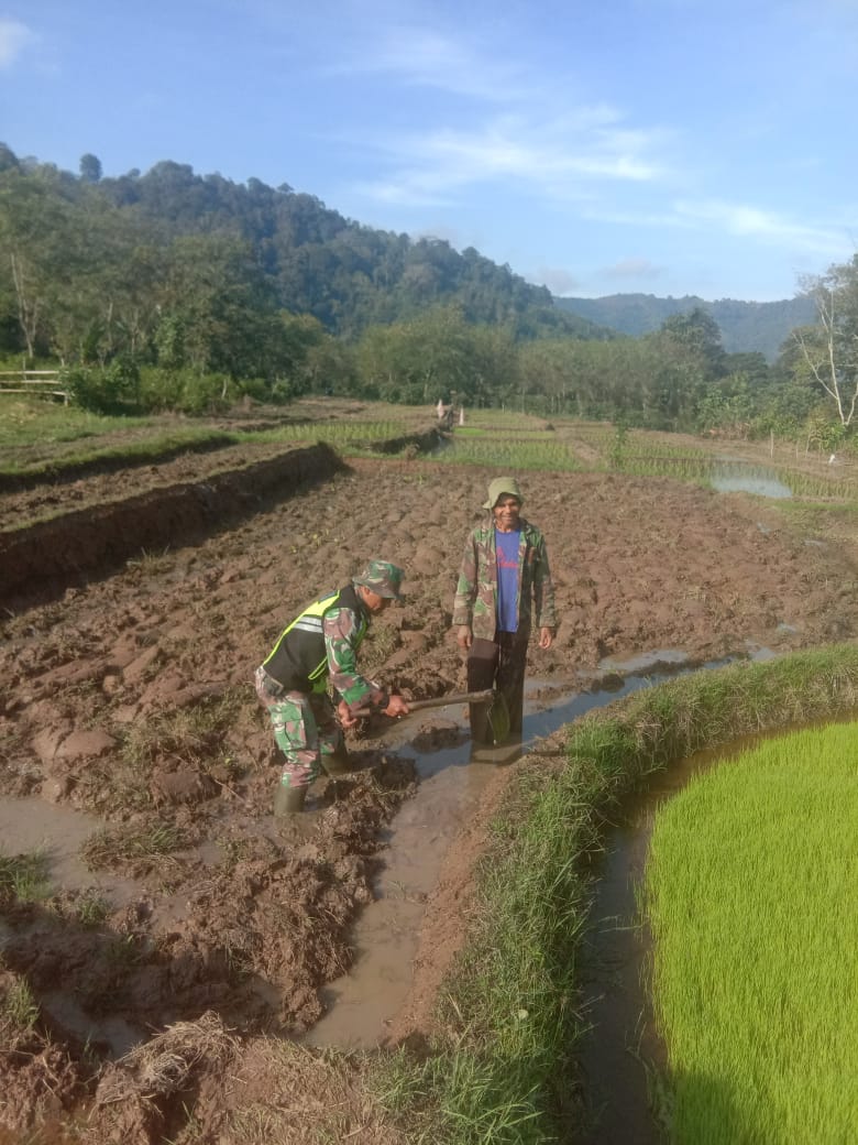 Dukung Ketahanan Pangan, Babinsa Bantu Garap Lahan Sawah