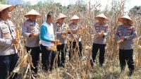 Kabid Humas Polda Aceh Panen Jagung Program Ketahanan Pangan