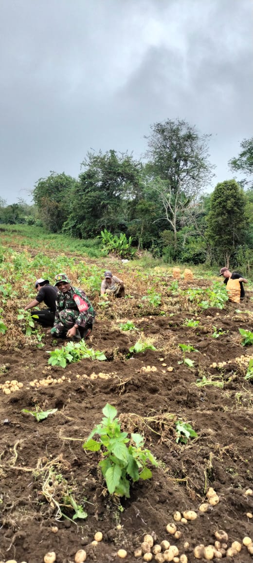 Babinsa Bantu Panen, Bentuk Dukungan Mewujudkan Ketahanan Pangan