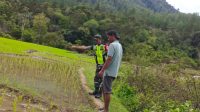 Pantau Perkembangan Padi Babinsa Koramil 05/Linge Turun ke Sawah