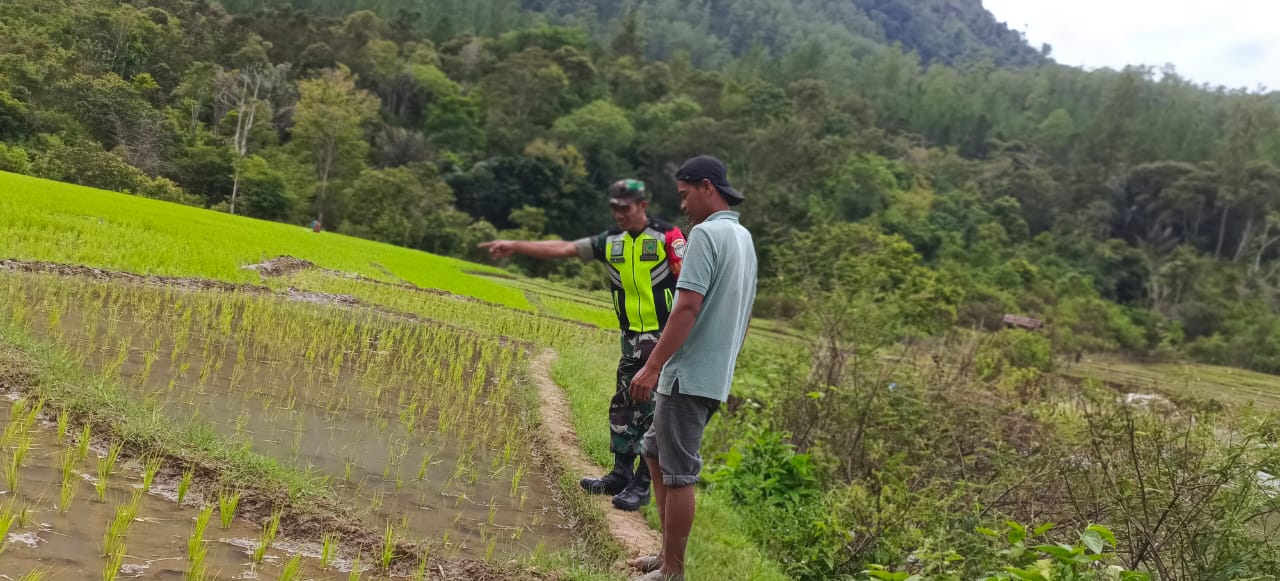 Pantau Perkembangan Padi Babinsa Koramil 05/Linge Turun ke Sawah