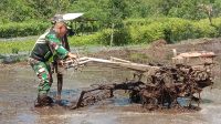 Babinsa turun langsung ke sawah Bantu Petani Bajak Sawah Dengan Traktor