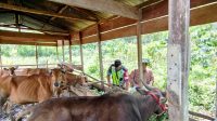 Komsos dengan Peternak Sapi, Babinsa Berharap Peternakan di Wilayah Bisa Berkembang.