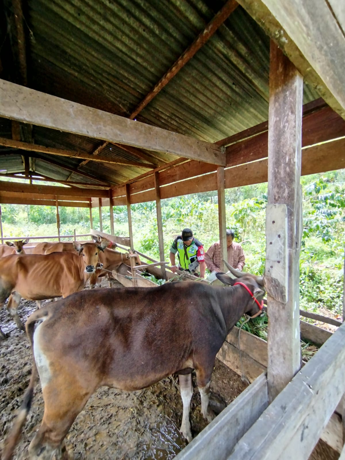 Komsos dengan Peternak Sapi, Babinsa Berharap Peternakan di Wilayah Bisa Berkembang.