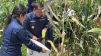 Kepala Zona Bakamla Tengah Pimpin Panen Jagung di Bali