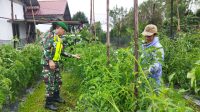 Anjangsana Ke Desa, Babinsa Bantu Masyarakat Merawat Tanaman Tomat