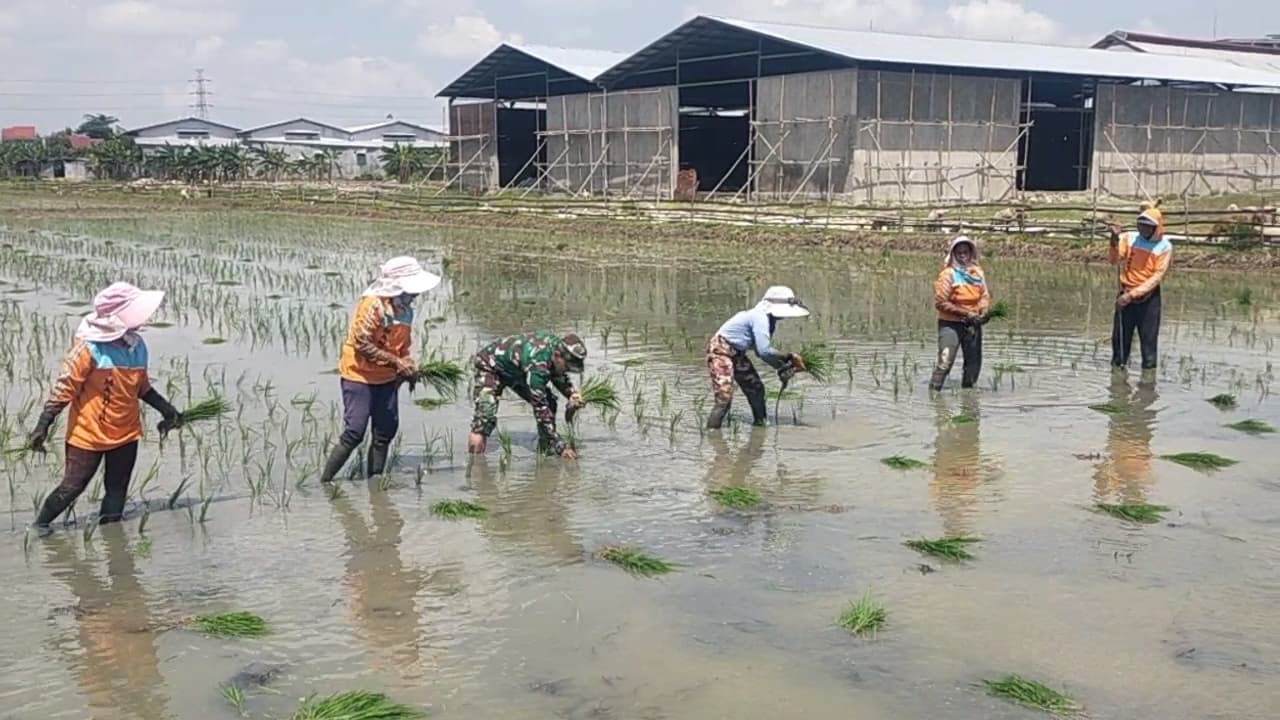 Wujudkan Swasembada Pangan Nasional, Babinsa Ikut Tanam Padi