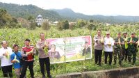 Panen Raya Jagung Serentak Tahap I Di Bener Meriah Dukung Ketahanan Pangan Nasional