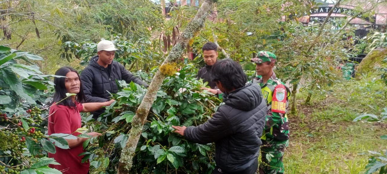 Dukung Perekonomian Warga, Babinsa Dampingi Petani Rawat Kopi