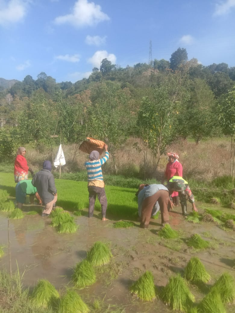 Babinsa Bantu Petani Cabut Bibit Padi Siap Tanam