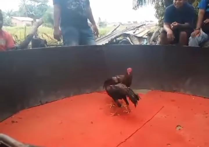 Kapolri Dan Kapolda Diminta Copot Kapolsek Biru – Biru Diduga Terima Setoran Dari Bandar Judi Sabung Ayam Dan Dadu Punya Joko