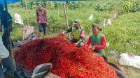 Berkah Ramadan, Babinsa Dampingi Petani Panen Cabe Merah