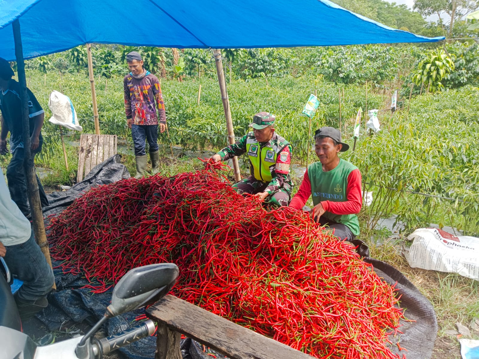 Berkah Ramadan, Babinsa Dampingi Petani Panen Cabe Merah