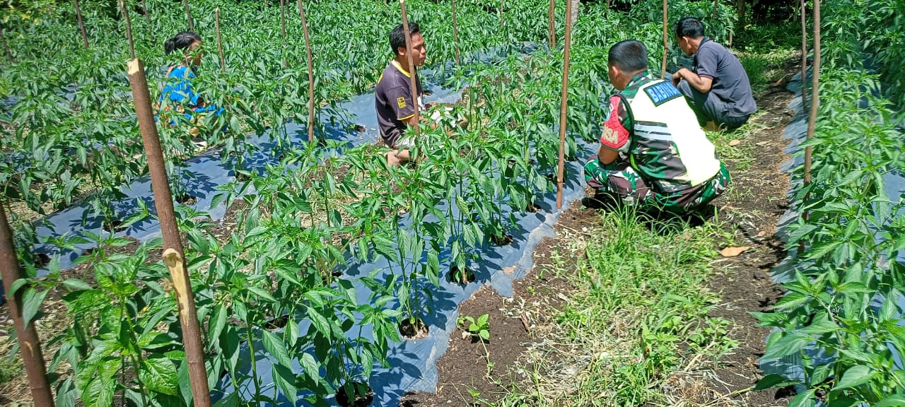 Anjangsana Ke Kebun Cabai Warga, Babinsa Semangati Petani