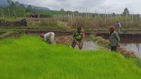 Tak Segan Babinsa Turun Kesawah Bantu Petani Cabut Bibit Padi Siap Tanam