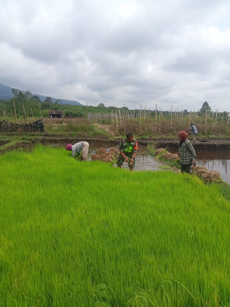 Tak Segan Babinsa Turun Kesawah Bantu Petani Cabut Bibit Padi Siap Tanam