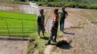 Optimalisasi Hasil Pertanian, Babinsa Dampingi Petani Ke Sawah