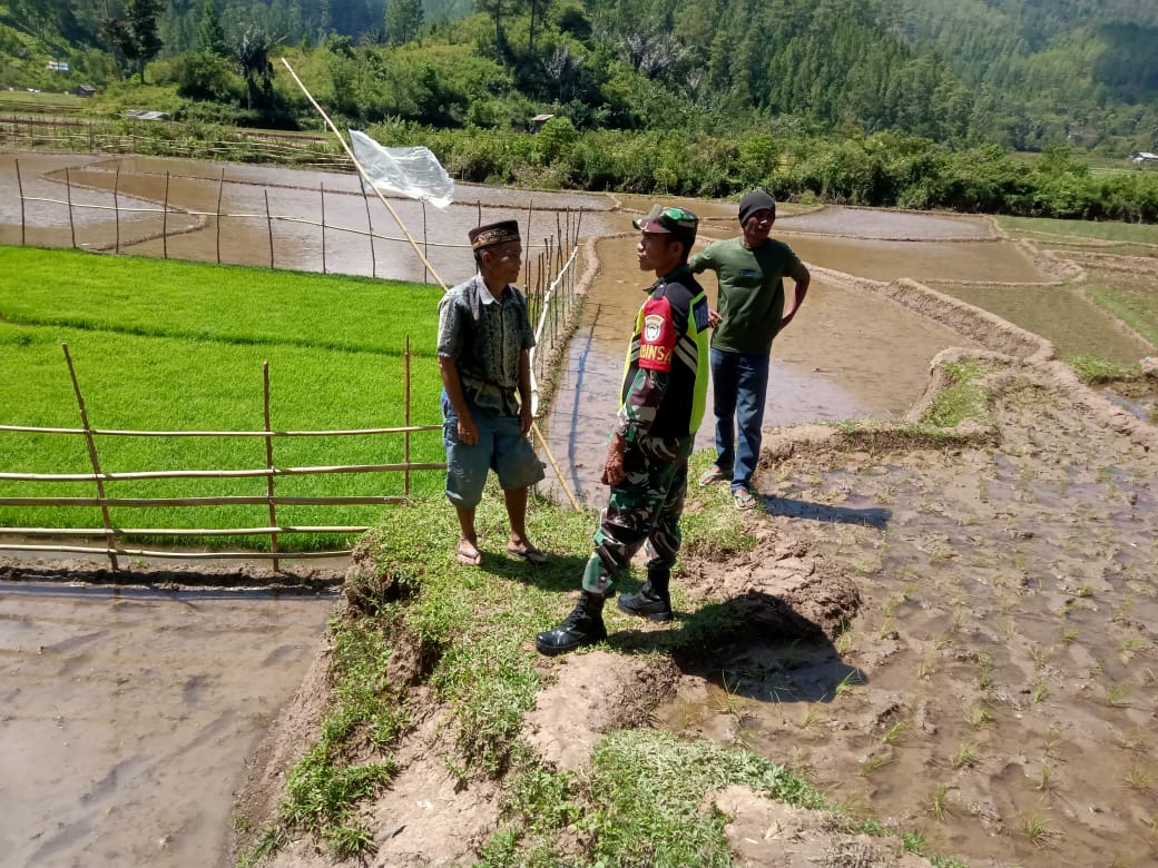 Optimalisasi Hasil Pertanian, Babinsa Dampingi Petani Ke Sawah