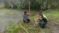 Pantau Perkembangan Padi, Babinsa Koramil 03/Pegasing Turun ke Sawah