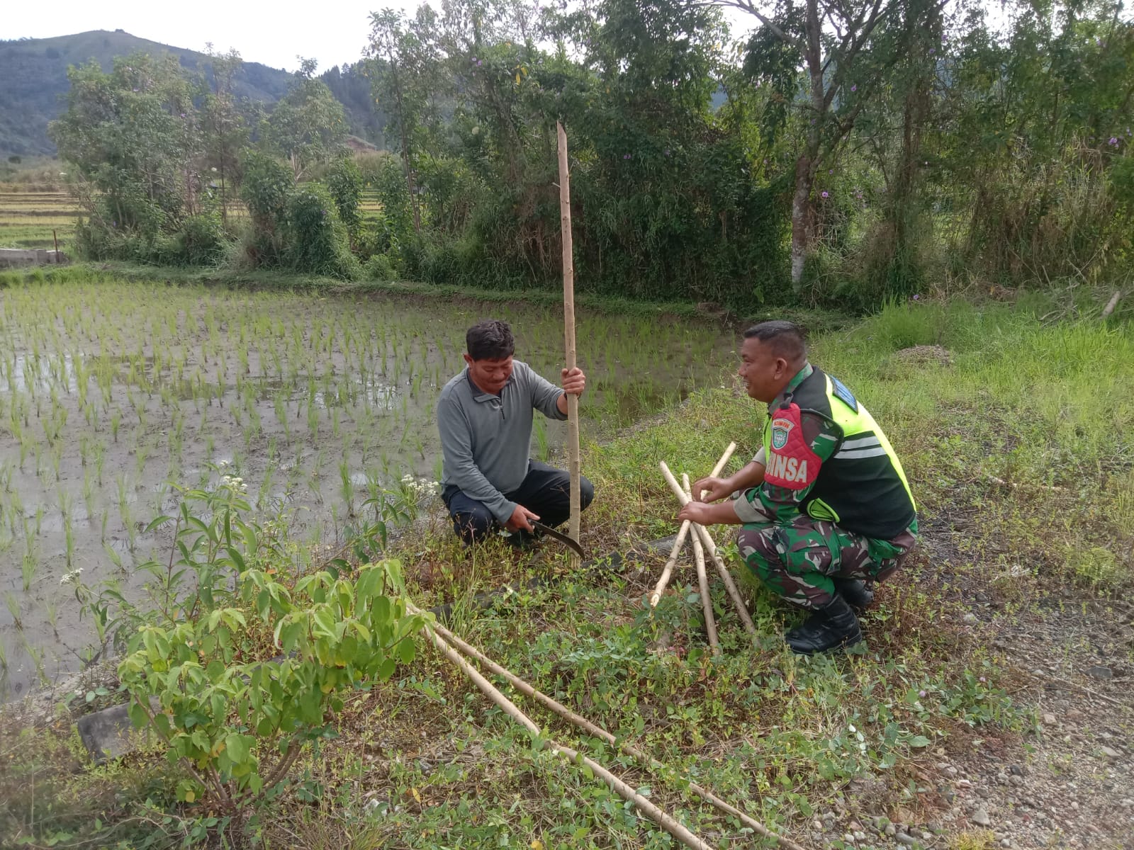 Pantau Perkembangan Padi, Babinsa Koramil 03/Pegasing Turun ke Sawah